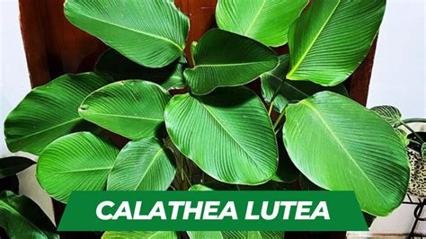 How to Care For Calathea Lutea: A Comprehensive Guide