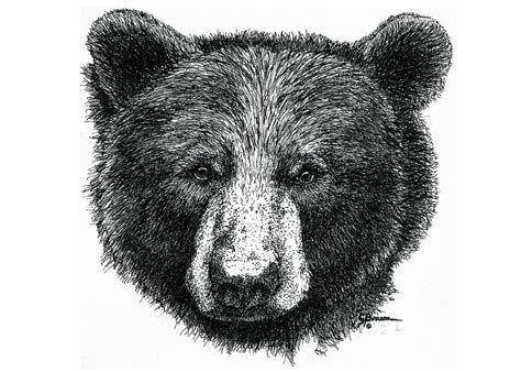 How To Draw Black Bear at How To Draw