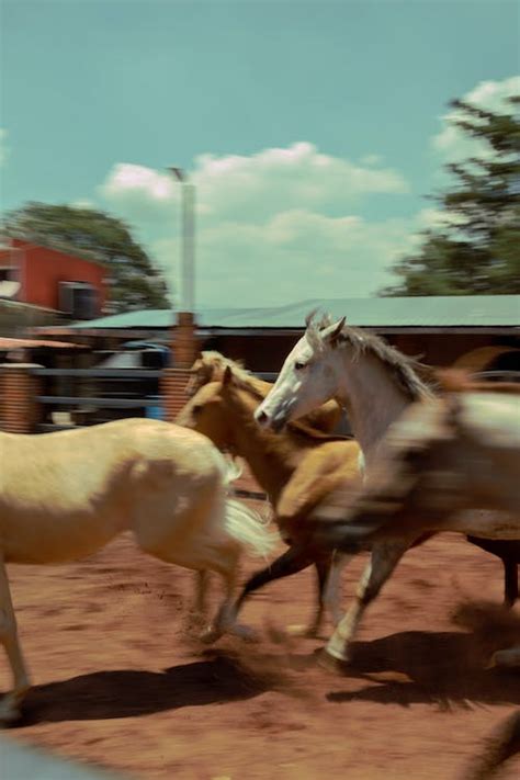 Photo of Galloping Horses · Free Stock Photo