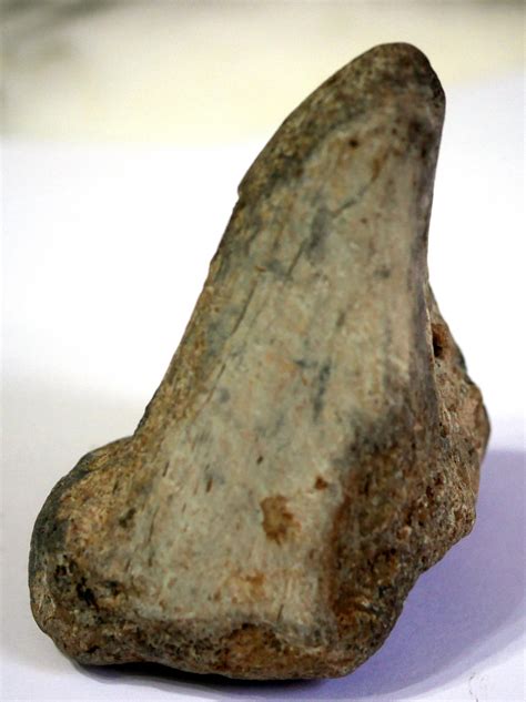 Dinosaur tooth ? - Fossil ID - The Fossil Forum