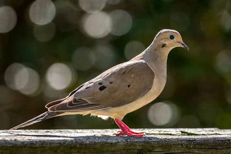 Mourning Dove - Call | Nest | facts | Feathers | Habitat | Lifespan ...