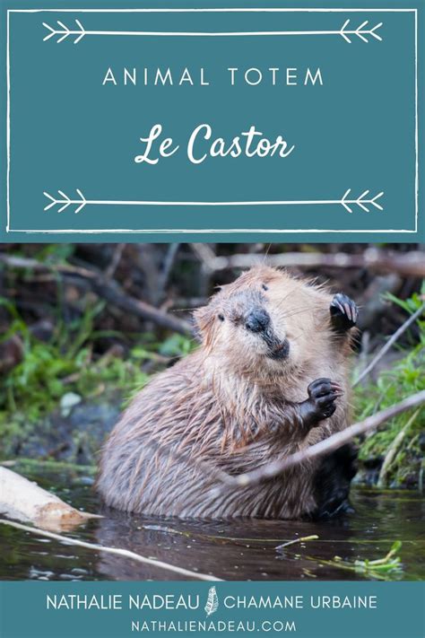 an animal in the water with text overlay that reads animal totem le castor