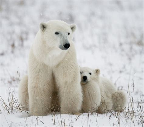 Premium Photo | Polar bear with a cubs in the tundra. canada.