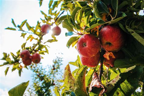 Apple Harvesting - CAFRE