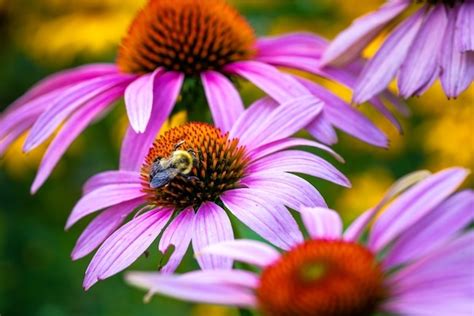 Bloemen en planten die bijen aantrekken (+ kruiden)