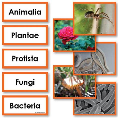 Botany - Classification of Living Organisms - (UPSC,TNPSC,TRB ...