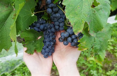 The Wine Harvest is Upon Us - Denise Gardner Winemaking for Wine Lovers