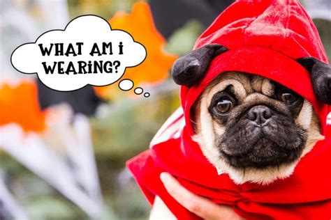 The Best Movie-Inspired Halloween Costumes for Dogs | Tiny Terrier