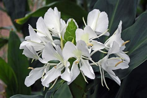 Ginger Lilies: Plant Care and Collection of Varieties - Garden.org