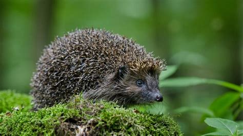 Best Hedgehog Names | Cute And Funny - EXOtella