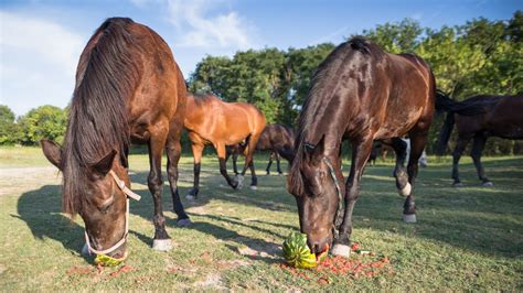 14 Fruits And Vegetables Horses Can Eat And Cannot Eat