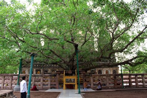 The 2,600-Year-Old Mahabodhi Tree Under Which Buddha Attained ...