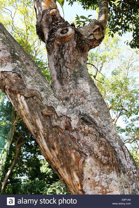 Cinnamon Tree Bark Stock Photos & Cinnamon Tree Bark Stock Images - Alamy