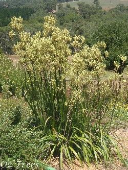 Anigozanthos flavidus- Yellow - Oz Trees