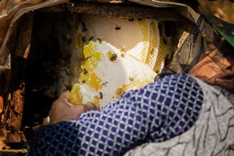 Honey harvesting season stock photo. Image of honey - 113705762