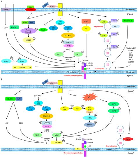 Frontiers | Differential Regulation of LPS-Mediated VE-Cadherin Disruption in Human Endothelial ...