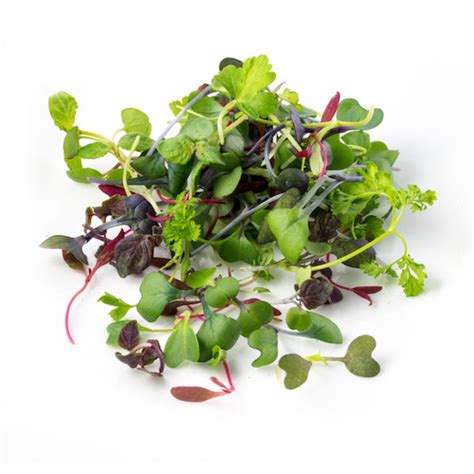 Microgreens (Intensity Mix™) | MelissasFoodService