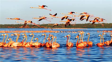 Celestún Yucatán, playa, flamingos y mucho que descubrir - Blog de ...