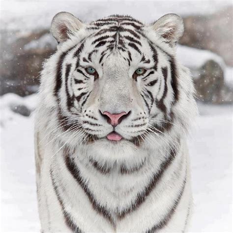 The beautiful white siberian tiger : aww