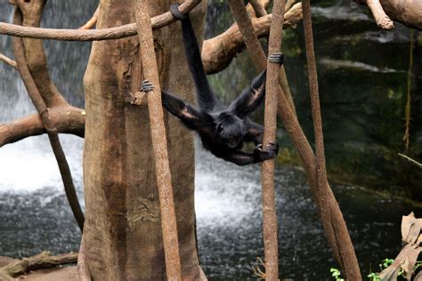 "Hanging in There" by Pistos | Hanging, Animal photography, Desktop ...