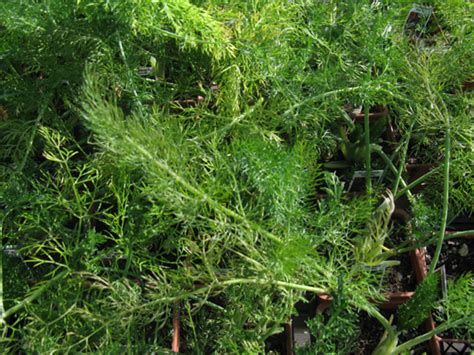 Herb Fennel | Sierra Vista Growers