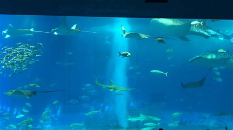 Aquarium in Okinawa, Japan : r/gifs