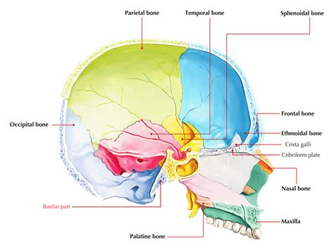 Occipital Nerve Mri | Images and Photos finder