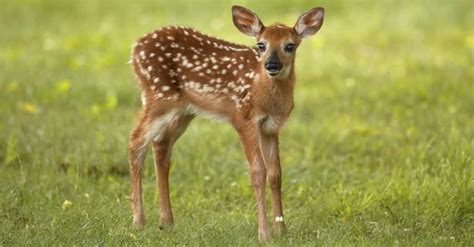 Baby Deer: 6 Fawn Pictures & 6 Facts - A-Z Animals