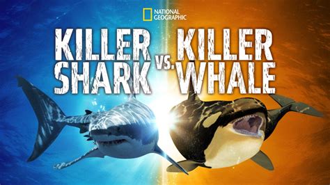 Vizionează Killer Shark vs Killer Whale | Film integral | Disney+