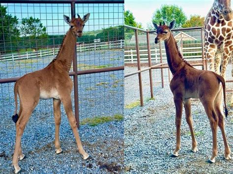 Rare giraffe without spots born at Tennessee zoo | The Canberra Times | Canberra, ACT