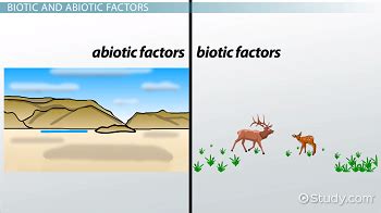 😱 What are two biotic factors. Abiotic and biotic Factors. 2022-10-10