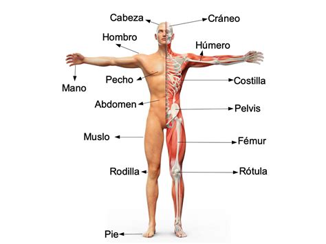 EL CUERPO HUMANO