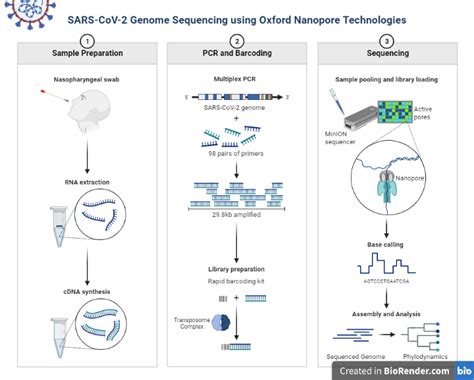 Nanopore Sequencing- Principle, Steps, Device, Applications - Sciencevivid