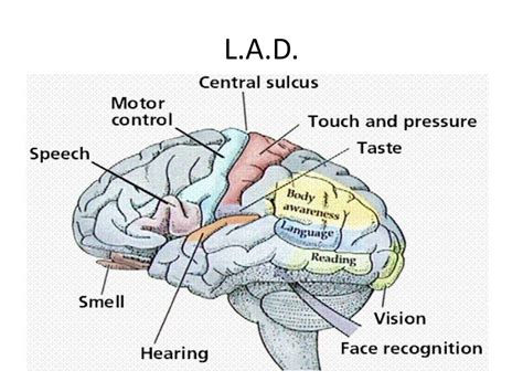 PPT - Cognitive Development: Language PowerPoint Presentation, free ...