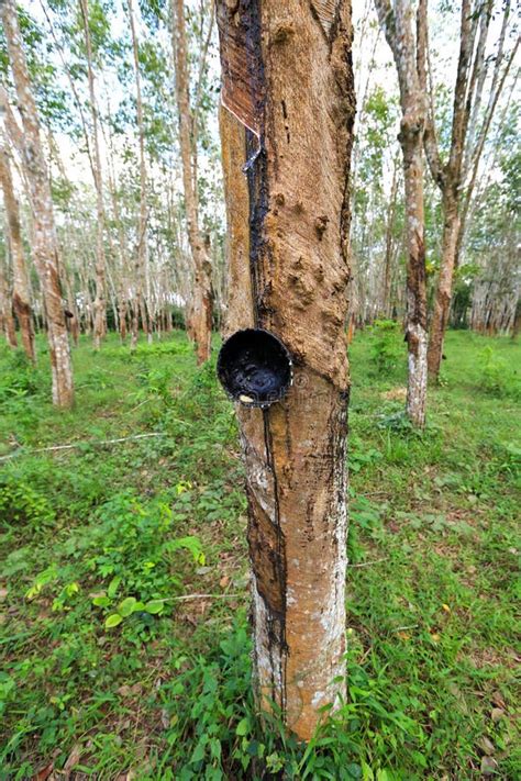 Rubber trees plantation stock image. Image of green, industrial - 28931129