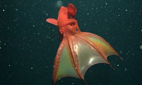 The 'vampire squid from hell' that refuses to kill: Scientists find ...