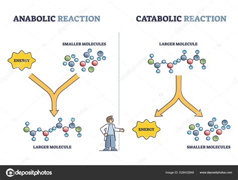 Anabolic vs catabolic reaction comparison in metabolism outline diagram ...