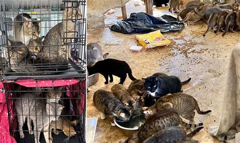 Hoarding couple found dead surrounded by 150 starving cats in their ...