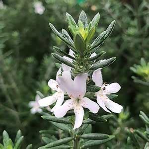 Westringia fruticosa - Coastal Rosemary | Nurseries Online