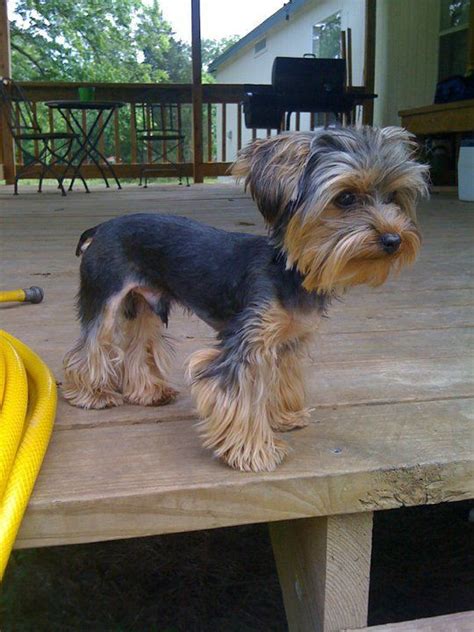 24 Best Ideas Yorkie Haircuts Male - Home, Family, Style and Art Ideas