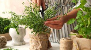 9 Tips for Growing Thyme in Pots or Containers