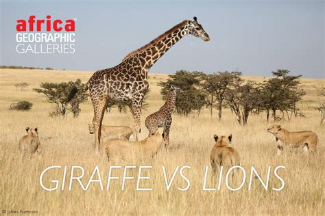 Cover-giraffe-vs-lions - Africa Geographic