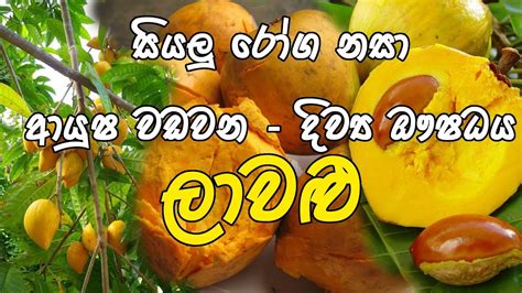 @Ayusrilanka - Health Benefits of Egg Fruit (Canistel fruit) - YouTube