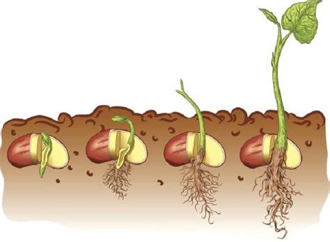 Discover the 4 stages of plant life cycle