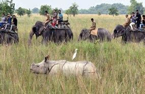 Elephant Safari in Pobitora National Park