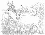 Hunting Coloring Page  Home sketch template