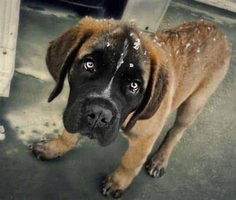 Saint Bermastiff (Saint Bernard & Mastiff Mix) Facts, Pictures & Information | ZooAwesome