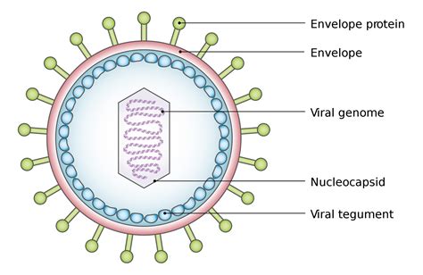 Virusai ~ Mikrobiologija - kas tai?