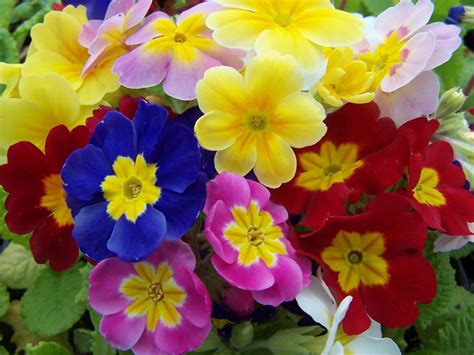 Primula x polyantha: How To Grow and Care For Primrose Flower