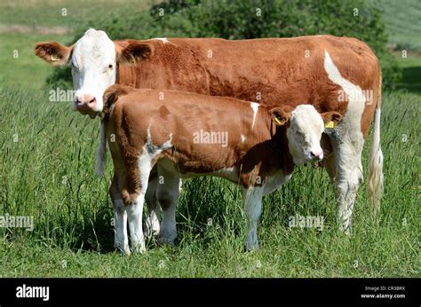 Hereford cow with calf in a meadow Stock Photo - Alamy